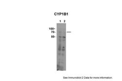 Invitrogen CYP11B1 Polyclonal Antibody 100 &mu;L; Unconjugated:Antibodies,