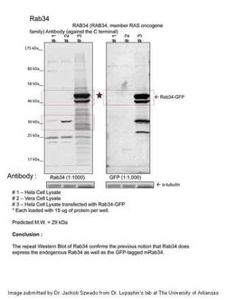 Invitrogen RAB34 Polyclonal Antibody 100 &mu;L; Unconjugated:Antibodies,