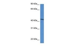 Invitrogen DDO Polyclonal Antibody 100 &mu;L; Unconjugated:Antibodies,