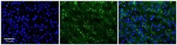 Invitrogen ADCK2 Polyclonal Antibody 100 &mu;L; Unconjugated:Antibodies,