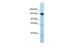 Invitrogen EMILIN1 Polyclonal Antibody 100 &mu;L | Buy Online | Invitrogen&trade; | Fisher Scientific