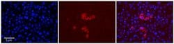 Invitrogen RPS28 Polyclonal Antibody 100 &mu;L; Unconjugated:Antibodies,