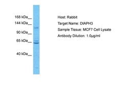 Invitrogen DIAPH3 Polyclonal Antibody 100 &mu;L; Unconjugated:Antibodies,