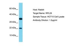 Invitrogen RPL28 Polyclonal Antibody 100 &mu;L; Unconjugated:Antibodies,