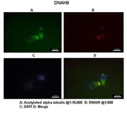 Invitrogen DNAH9 Polyclonal Antibody 100 &mu;L; Unconjugated:Antibodies,