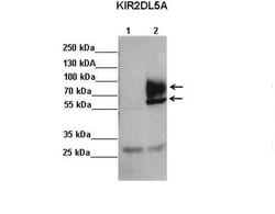 Invitrogen KIR2DL5A Polyclonal Antibody 100 &mu;L; Unconjugated:Antibodies,