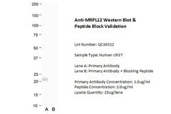 Invitrogen MRPL12 Polyclonal Antibody 100 &mu;L; Unconjugated:Antibodies,