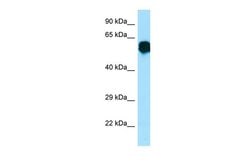 Invitrogen Crry Polyclonal Antibody 100 &mu;L; Unconjugated:Antibodies,