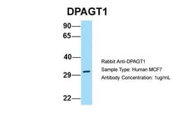 Invitrogen DPAGT1 Polyclonal Antibody 100 &mu;L; Unconjugated:Antibodies,