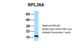 Invitrogen RPL36AL Polyclonal Antibody 100 &mu;L; Unconjugated:Antibodies,