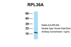 Invitrogen RPL36AL Polyclonal Antibody 100 &mu;L; Unconjugated:Antibodies,