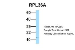 Invitrogen RPL36AL Polyclonal Antibody 100 &mu;L; Unconjugated:Antibodies,