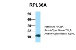 Invitrogen RPL36AL Polyclonal Antibody 100 &mu;L; Unconjugated:Antibodies,