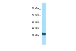 Invitrogen RPL36AL Polyclonal Antibody 100 &mu;L; Unconjugated:Antibodies,
