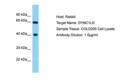 Invitrogen DYNC1LI2 Polyclonal Antibody 100 &mu;L; Unconjugated:Antibodies,