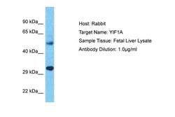 Invitrogen YIF1A Polyclonal Antibody 100 &mu;L; Unconjugated:Anticuerpos