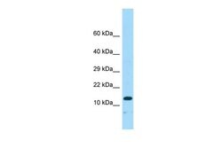 Invitrogen NENF Polyclonal Antibody 100 &mu;L; Unconjugated:Antibodies,