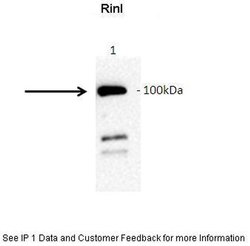Invitrogen RINL Polyclonal Antibody 100 &mu;L; Unconjugated:Antibodies,