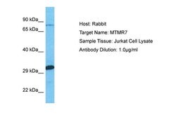 Invitrogen MTMR7 Polyclonal Antibody 100 &mu;L; Unconjugated:Antibodies,