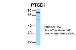Invitrogen PTCD1 Polyclonal Antibody 100 &mu;L; Unconjugated:Antibodies,