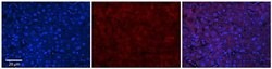 Invitrogen ABHD14A Polyclonal Antibody 100 &mu;L; Unconjugated:Antibodies,