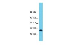 Invitrogen C3orf36 Polyclonal Antibody 100 &mu;L; Unconjugated:Antibodies,
