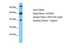Invitrogen CCDC64 Polyclonal Antibody 100 &mu;L; Unconjugated:Antibodies,