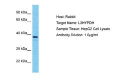 Invitrogen L3HYPDH Polyclonal Antibody 100 &mu;L; Unconjugated:Antibodies,