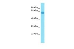 Invitrogen CCDC155 Polyclonal Antibody 100 &mu;L; Unconjugated:Antibodies,