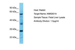 ANKDD1A Polyclonal Antibody:Antibodies, Polyclonal