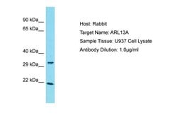 Invitrogen ARL13A Polyclonal Antibody 100 &mu;L; Unconjugated:Antibodies,