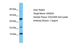 Invitrogen HIGD2A Polyclonal Antibody 100 &mu;L; Unconjugated:Antibodies,
