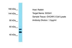 Invitrogen SOGA1 Polyclonal Antibody 100 &mu;L; Unconjugated:Antibodies,