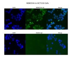 Invitrogen NSMCE4A Polyclonal Antibody 100 &mu;L; Unconjugated:Antibodies,