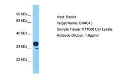 Invitrogen OR4C45 Polyclonal Antibody 100 &mu;L; Unconjugated:Antibodies,
