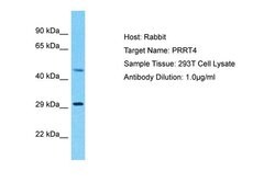 Invitrogen PRRT4 Polyclonal Antibody 100 &mu;L; Unconjugated:Antibodies,
