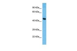 Invitrogen XKR8 Polyclonal Antibody 100 &mu;L | Buy Online | Invitrogen&trade; | Fisher Scientific