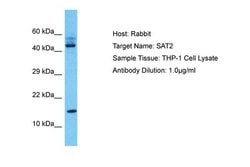 Invitrogen SAT2 Polyclonal Antibody 100 &mu;L; Unconjugated:Antibodies,