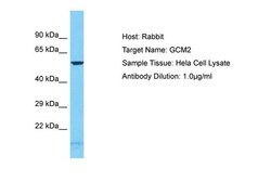 Invitrogen GCM2 Polyclonal Antibody 100 &mu;L; Unconjugated:Antibodies,