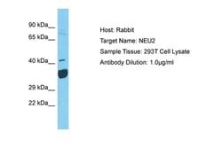 Invitrogen NEU2 Polyclonal Antibody 100 &mu;L; Unconjugated:Antibodies,