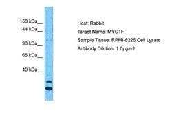 Invitrogen MYO1F Polyclonal Antibody 100 &mu;L; Unconjugated:Antibodies,
