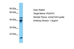Invitrogen POLR1C Polyclonal Antibody 100 &mu;L; Unconjugated:Antibodies,