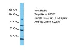 Invitrogen C2CD5 Polyclonal Antibody 100 &mu;L; Unconjugated:Antibodies,