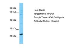 Invitrogen MPDU1 Polyclonal Antibody 100 &mu;L; Unconjugated:Antibodies,