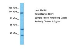 Invitrogen REV1 Polyclonal Antibody 100 &mu;L | Buy Online | Invitrogen&trade; | Fisher Scientific