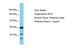 AFF4 Polyclonal Antibody, Invitrogen 100 &mu;L; Unconjugated:Antibodies,
