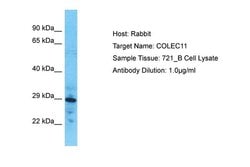 Invitrogen COLEC11 Polyclonal Antibody 100 &mu;L; Unconjugated:Antibodies,