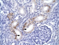 Invitrogen FADD Polyclonal Antibody 100 &mu;L; Unconjugated:Antibodies,