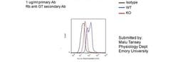 Invitrogen RGS10 Polyclonal Antibody 100 &mu;L; Unconjugated:Antibodies,