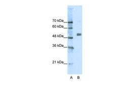 Invitrogen CHRNA9 Polyclonal Antibody 100 &mu;L; Unconjugated:Antibodies,